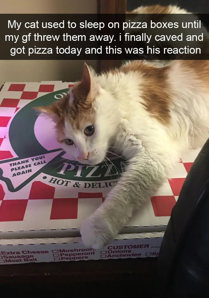 124 Hilarious Cat Snapchats That Are Im-paw-sible Not To Laugh At