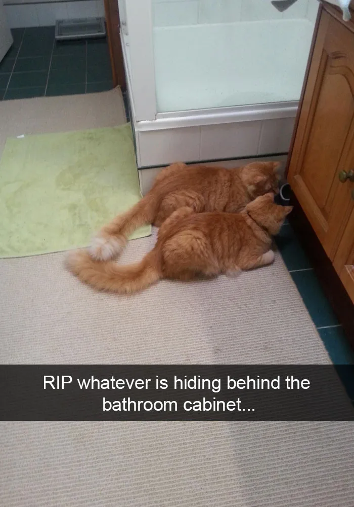 124 Hilarious Cat Snapchats That Are Im-paw-sible Not To Laugh At