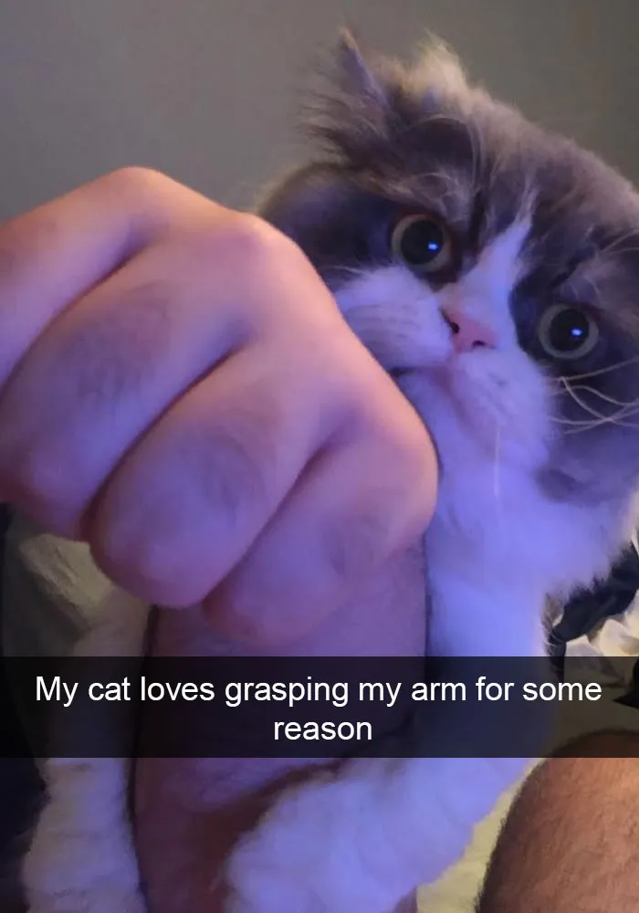 124 Hilarious Cat Snapchats That Are Im-paw-sible Not To Laugh At
