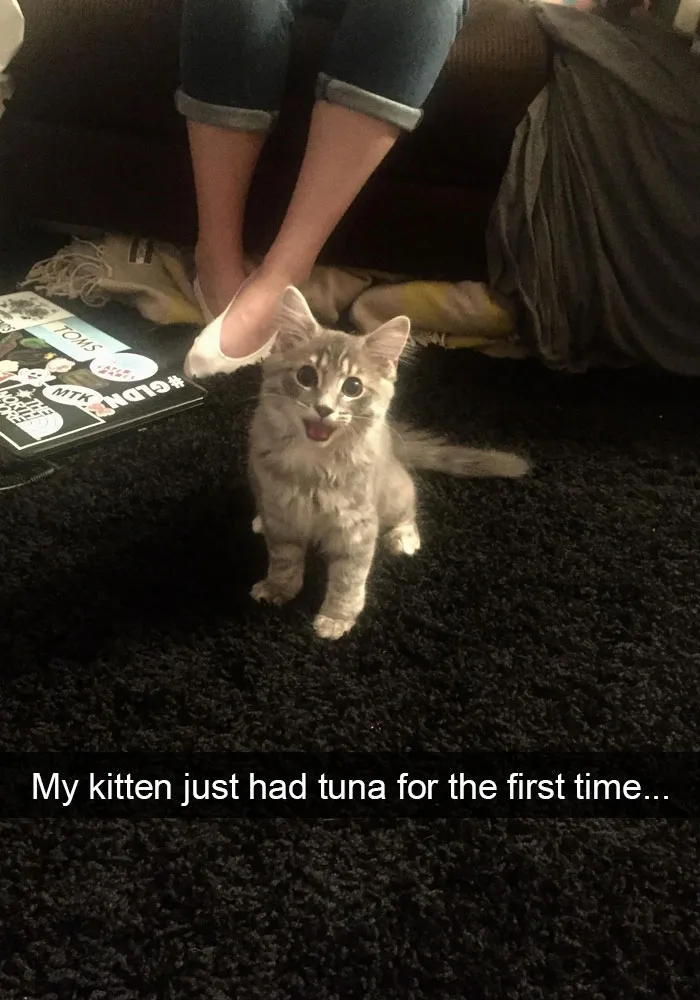 124 Hilarious Cat Snapchats That Are Im-paw-sible Not To Laugh At