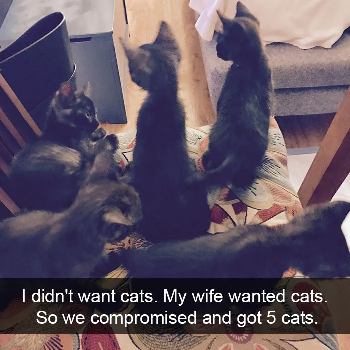124 Hilarious Cat Snapchats That Are Im-paw-sible Not To Laugh At