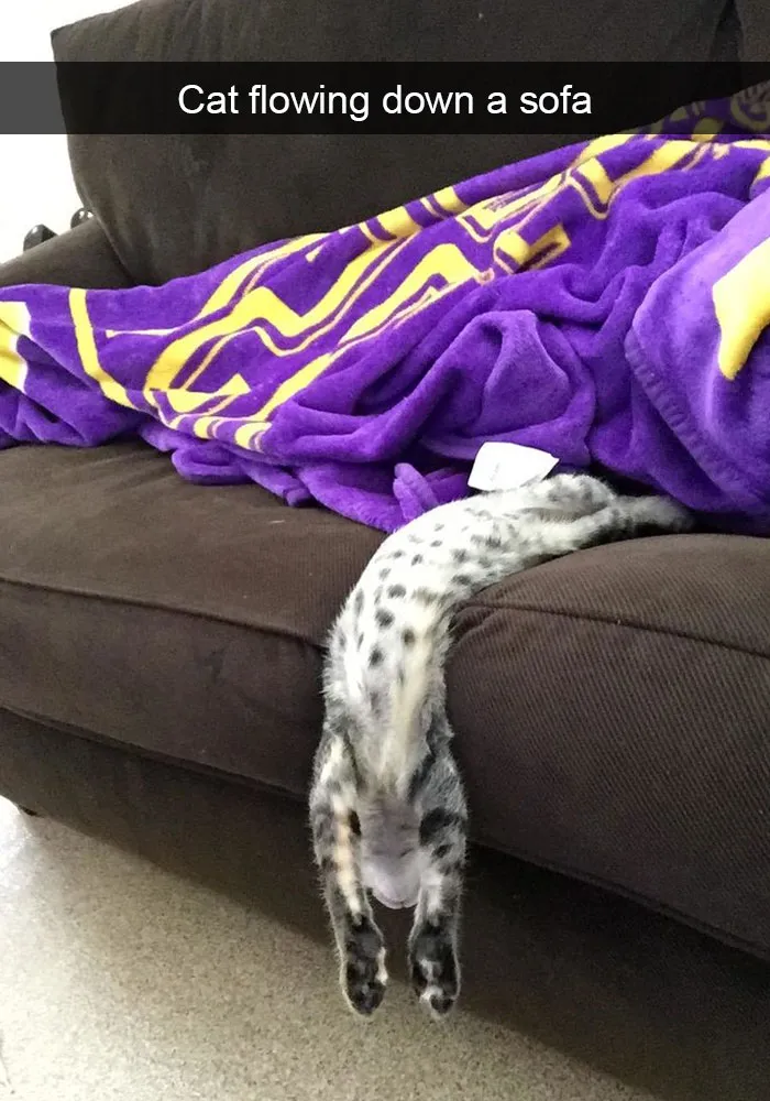 124 Hilarious Cat Snapchats That Are Im-paw-sible Not To Laugh At