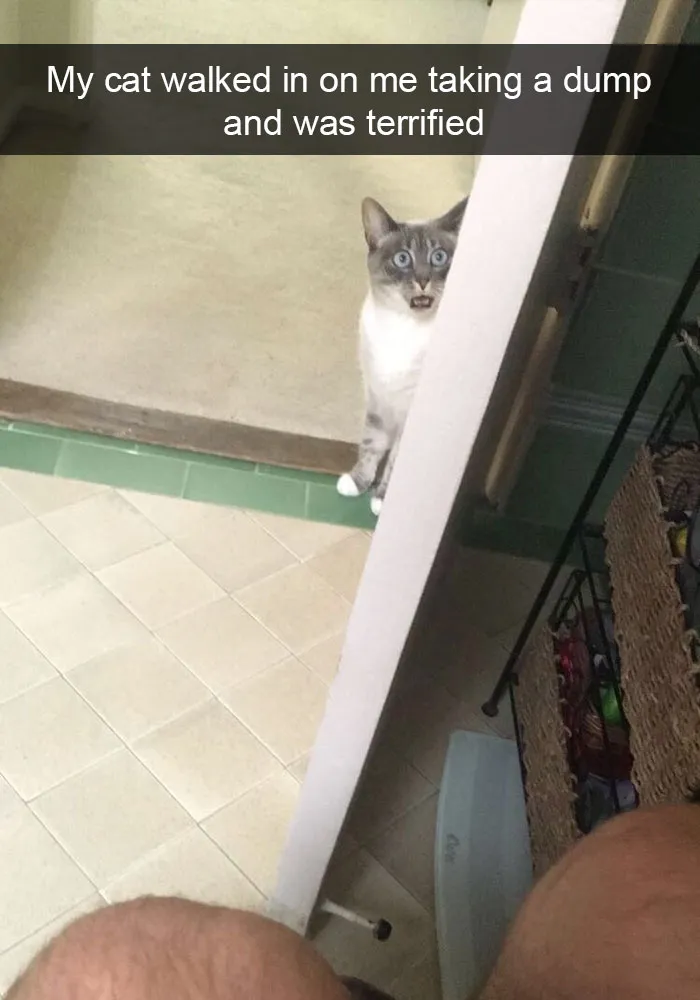 124 Hilarious Cat Snapchats That Are Im-paw-sible Not To Laugh At