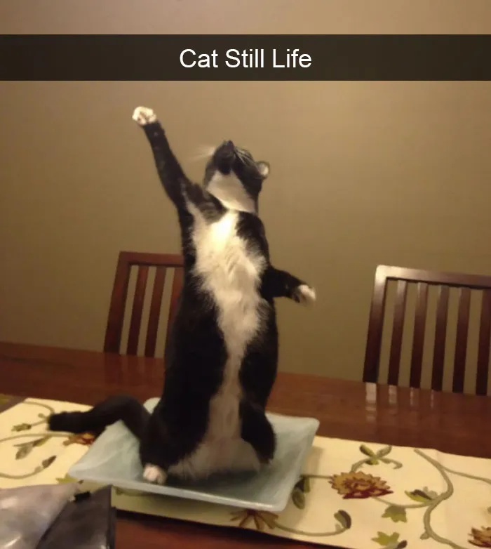 124 Hilarious Cat Snapchats That Are Im-paw-sible Not To Laugh At
