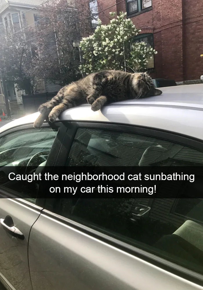 124 Hilarious Cat Snapchats That Are Im-paw-sible Not To Laugh At
