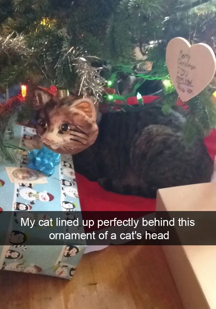 124 Hilarious Cat Snapchats That Are Im-paw-sible Not To Laugh At