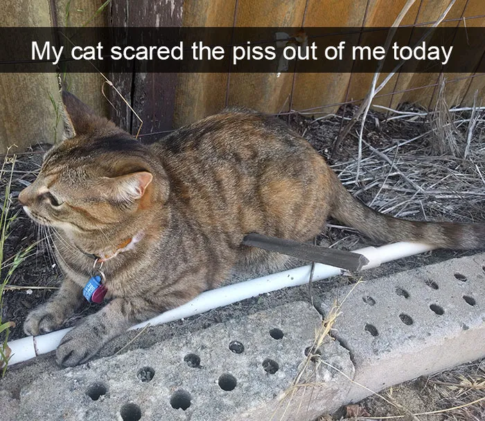 128 Hilarious Cat Snapchats That Are Im-paw-sible Not To Laugh At