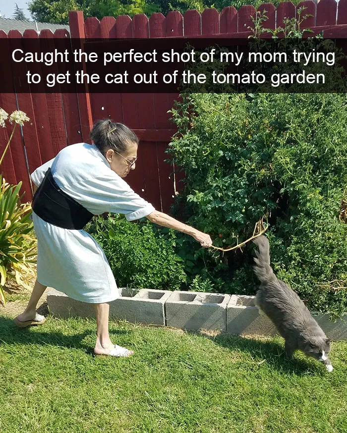124 Hilarious Cat Snapchats That Are Im-paw-sible Not To Laugh At