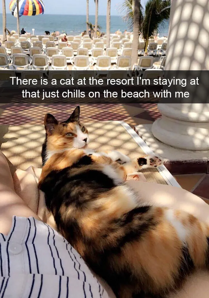 124 Hilarious Cat Snapchats That Are Im-paw-sible Not To Laugh At