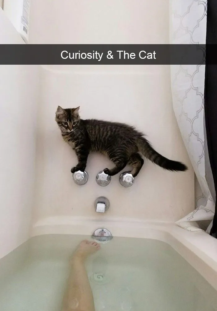 124 Hilarious Cat Snapchats That Are Im-paw-sible Not To Laugh At