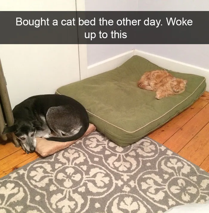 124 Hilarious Cat Snapchats That Are Im-paw-sible Not To Laugh At