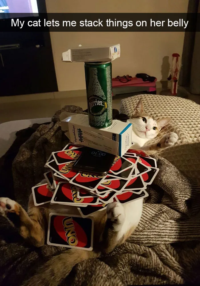 124 Hilarious Cat Snapchats That Are Im-paw-sible Not To Laugh At
