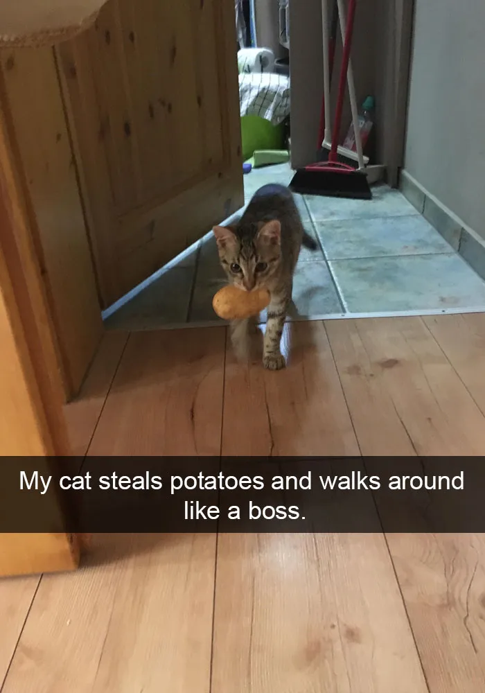Hilarious-cat-snapchats