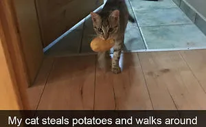 128 Hilarious Cat Snapchats That Are Im-paw-sible Not To Laugh At