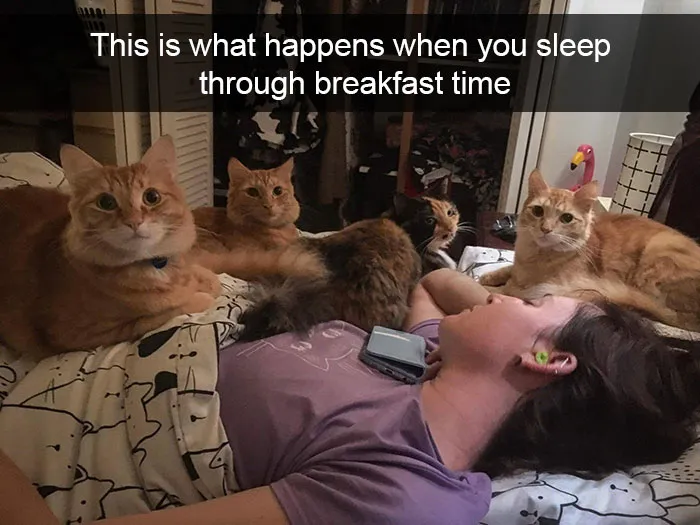 124 Hilarious Cat Snapchats That Are Im-paw-sible Not To Laugh At