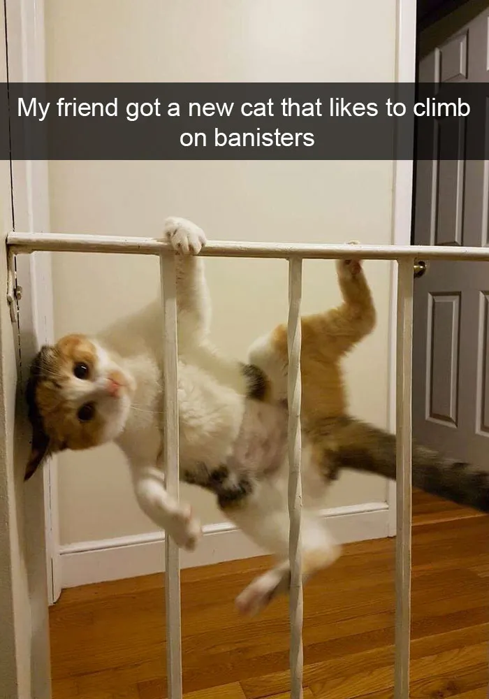 124 Hilarious Cat Snapchats That Are Im-paw-sible Not To Laugh At
