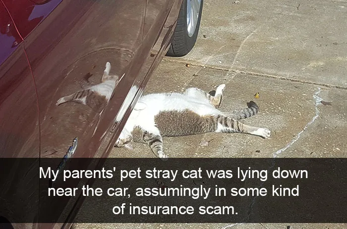 124 Hilarious Cat Snapchats That Are Im-paw-sible Not To Laugh At