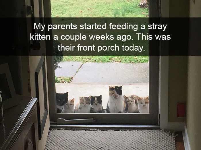 Cat Snapchat