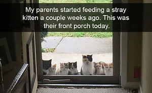 128 Hilarious Cat Snapchats That Are Im-paw-sible Not To Laugh At