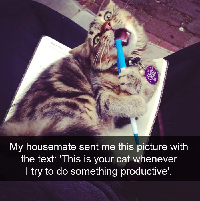 124 Hilarious Cat Snapchats That Are Im-paw-sible Not To Laugh At
