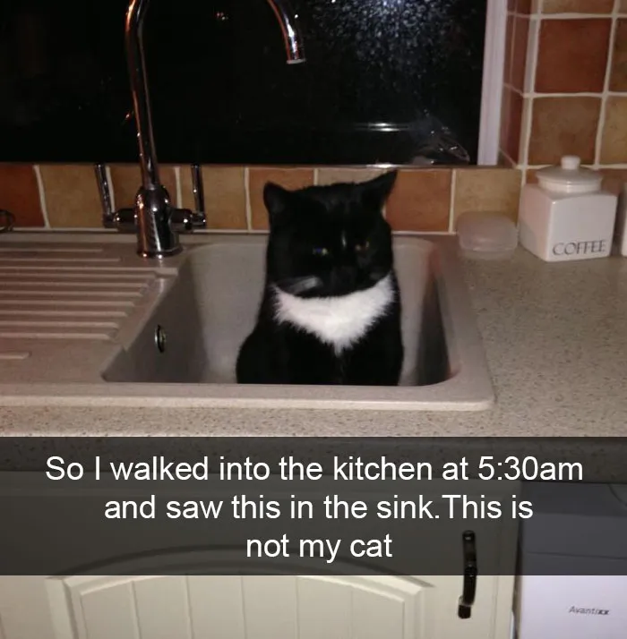 124 Hilarious Cat Snapchats That Are Im-paw-sible Not To Laugh At