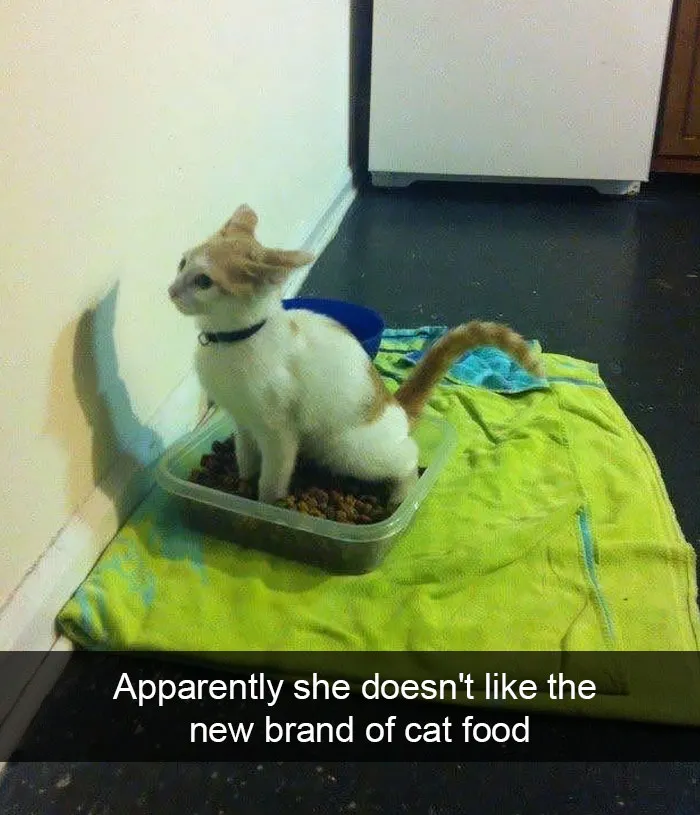 124 Hilarious Cat Snapchats That Are Im-paw-sible Not To Laugh At