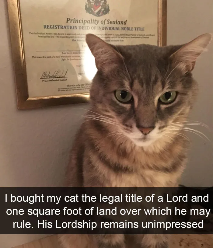 124 Hilarious Cat Snapchats That Are Im-paw-sible Not To Laugh At