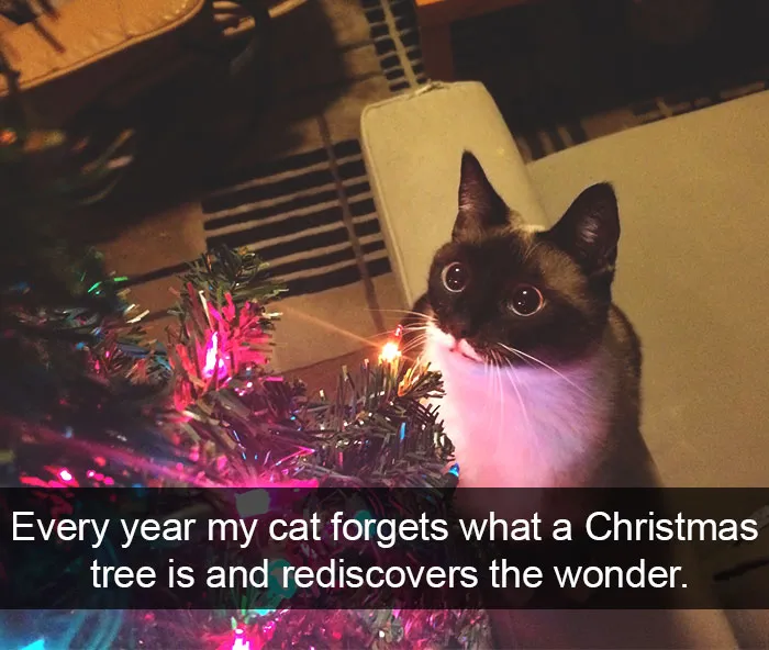 124 Hilarious Cat Snapchats That Are Im-paw-sible Not To Laugh At