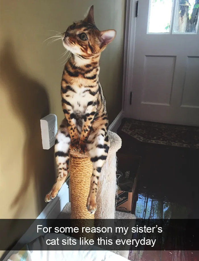 124 Hilarious Cat Snapchats That Are Im-paw-sible Not To Laugh At