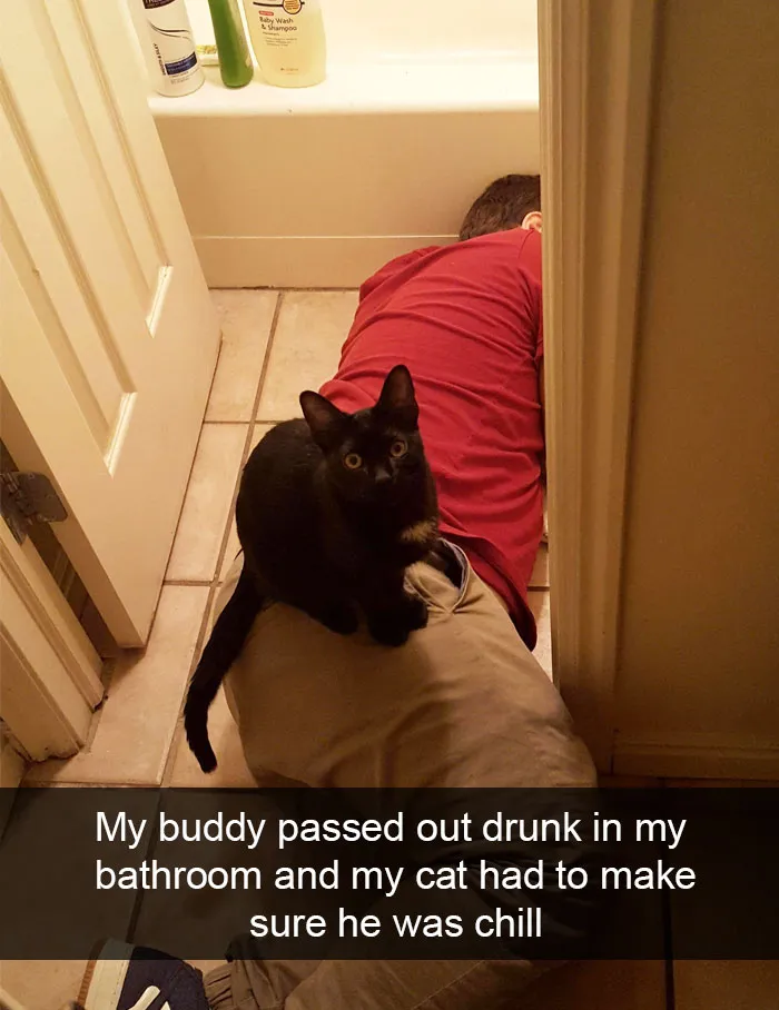 124 Hilarious Cat Snapchats That Are Im-paw-sible Not To Laugh At