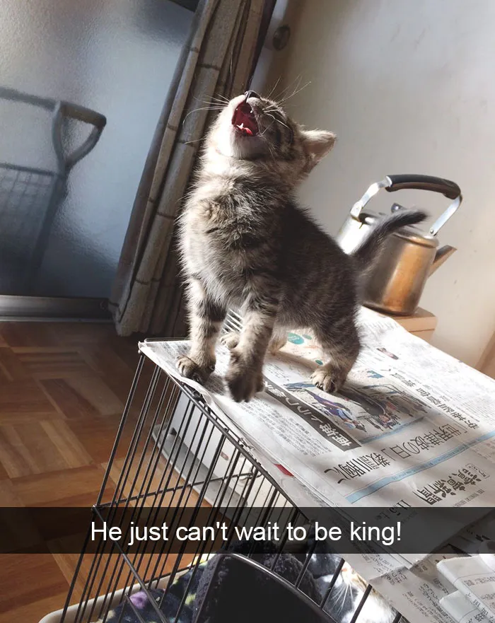 124 Hilarious Cat Snapchats That Are Im-paw-sible Not To Laugh At