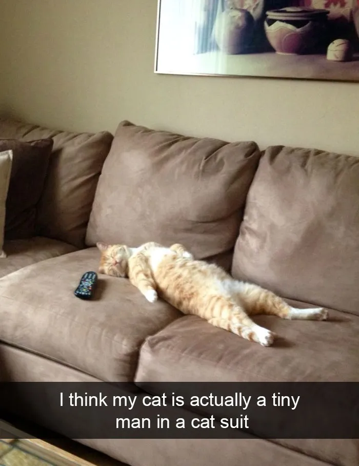 124 Hilarious Cat Snapchats That Are Im-paw-sible Not To Laugh At