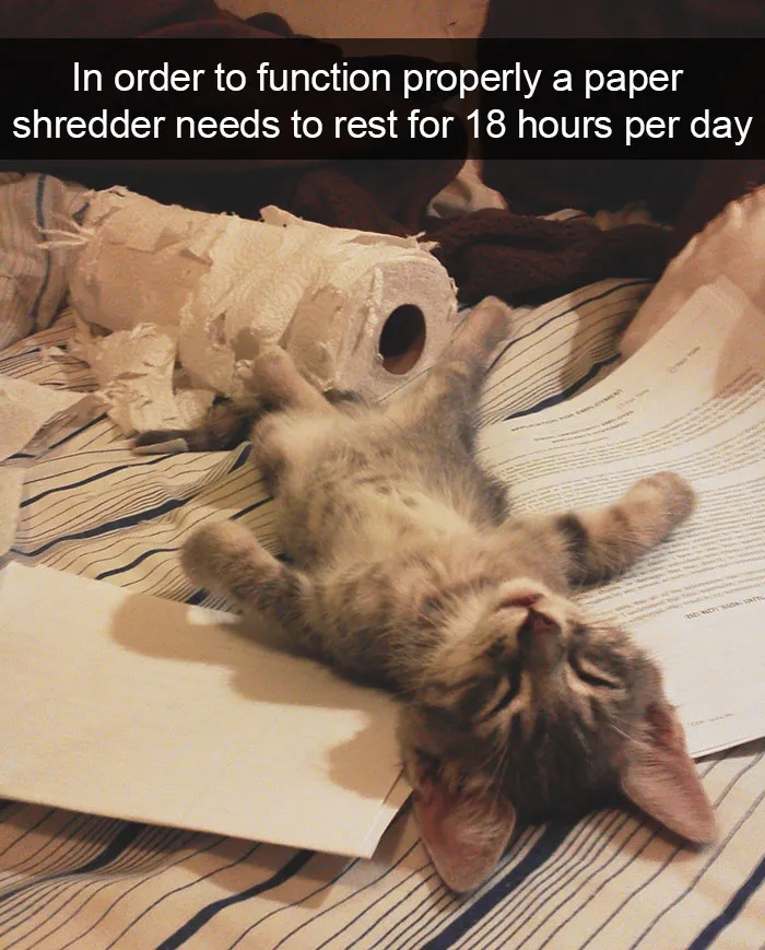 124 Hilarious Cat Snapchats That Are Im-paw-sible Not To Laugh At