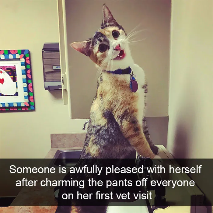 124 Hilarious Cat Snapchats That Are Im-paw-sible Not To Laugh At
