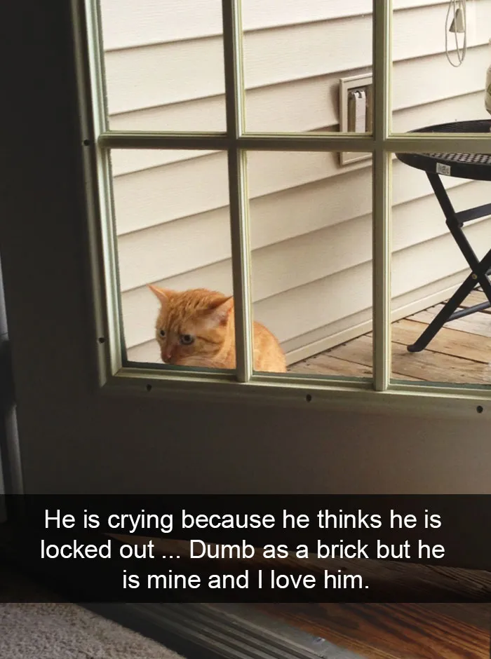 128 Hilarious Cat Snapchats That Are Im-paw-sible Not To Laugh At