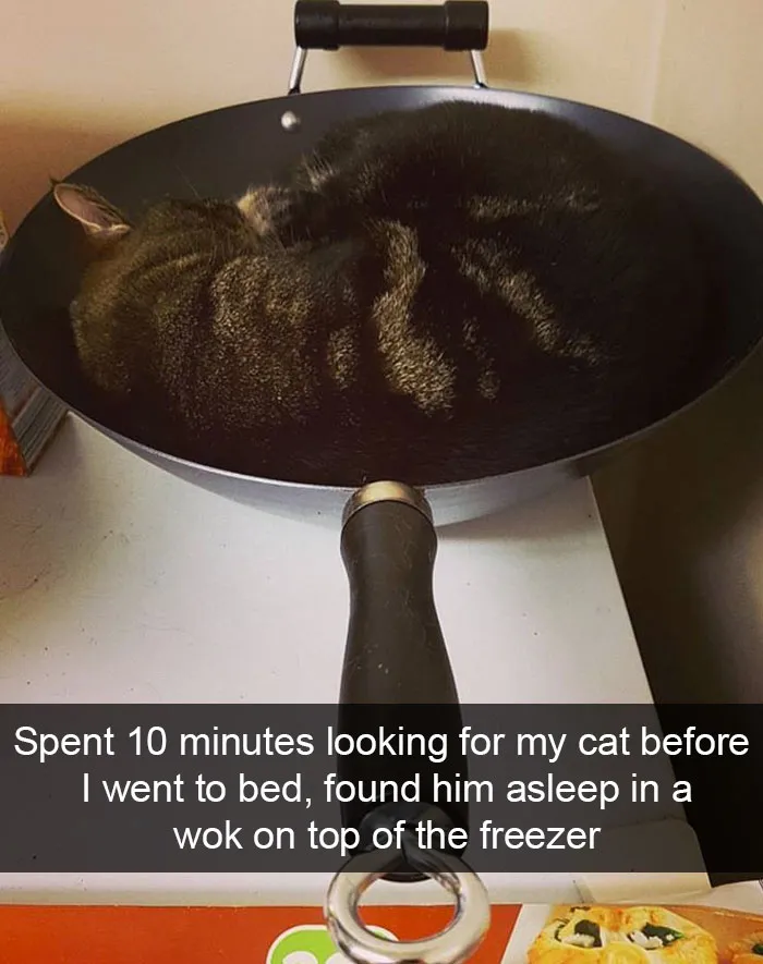 124 Hilarious Cat Snapchats That Are Im-paw-sible Not To Laugh At