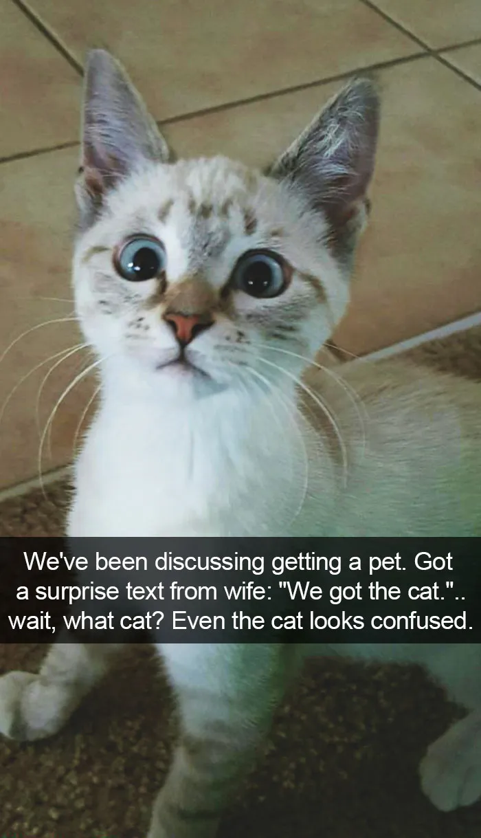 124 Hilarious Cat Snapchats That Are Im-paw-sible Not To Laugh At