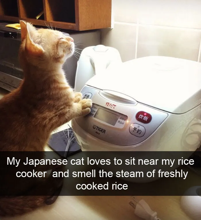 124 Hilarious Cat Snapchats That Are Im-paw-sible Not To Laugh At