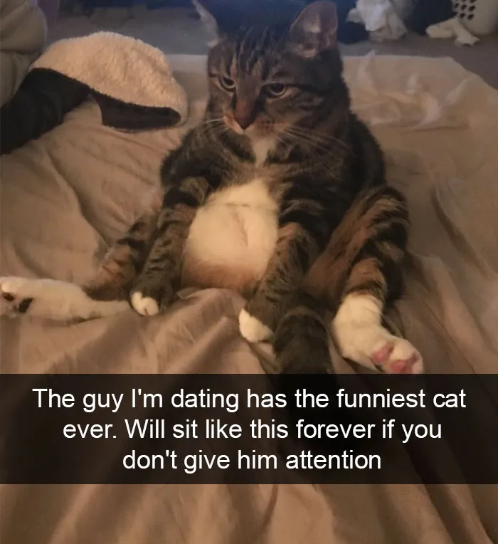 124 Hilarious Cat Snapchats That Are Im-paw-sible Not To Laugh At