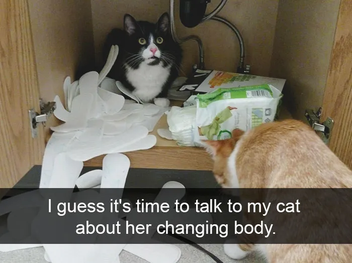 124 Hilarious Cat Snapchats That Are Im-paw-sible Not To Laugh At