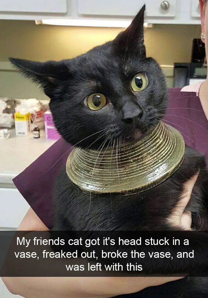 124 Hilarious Cat Snapchats That Are Im-paw-sible Not To Laugh At