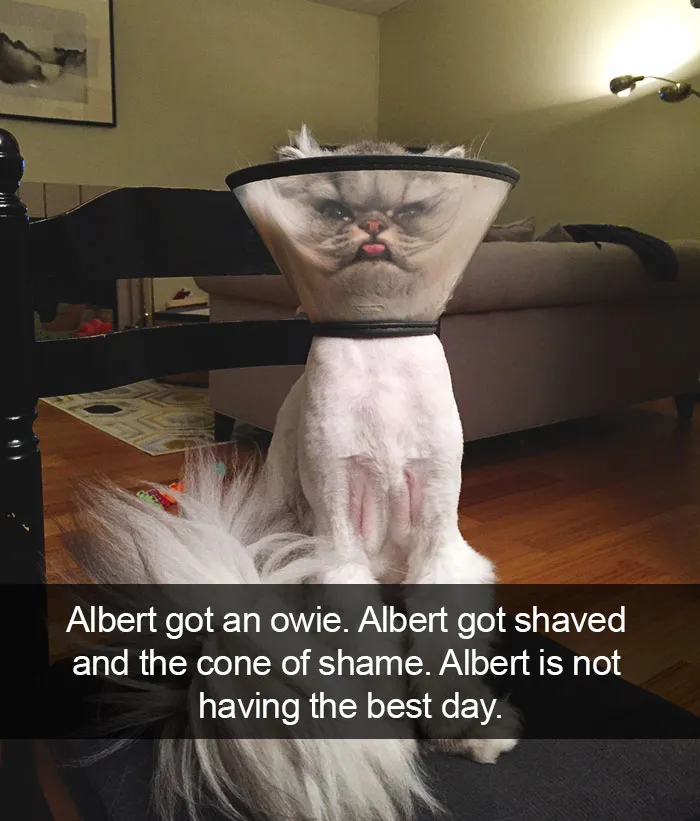 124 Hilarious Cat Snapchats That Are Im-paw-sible Not To Laugh At