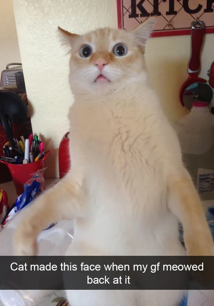124 Hilarious Cat Snapchats That Are Im-paw-sible Not To Laugh At
