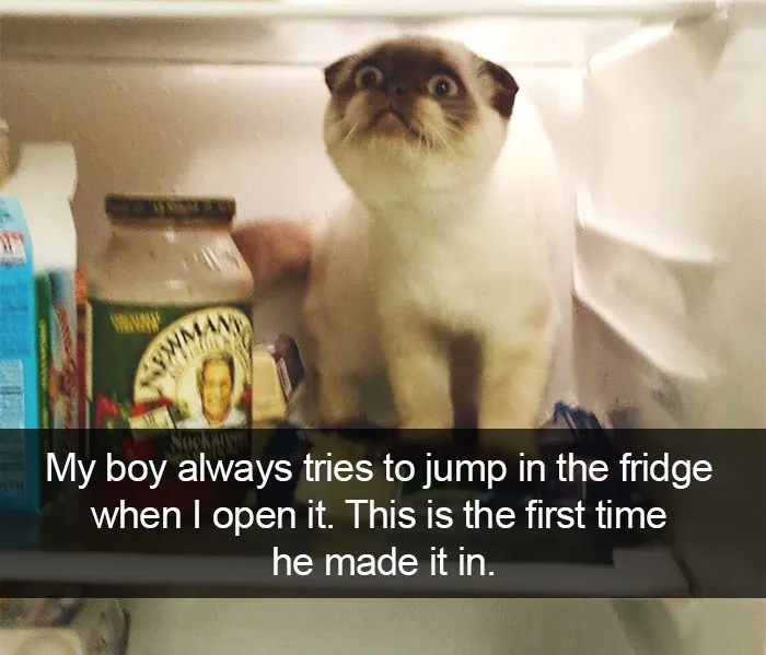 124 Hilarious Cat Snapchats That Are Im-paw-sible Not To Laugh At