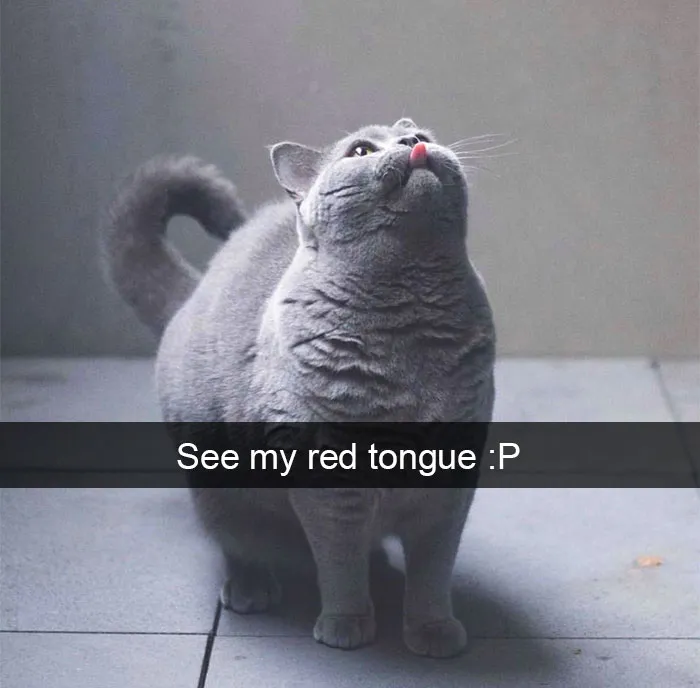 124 Hilarious Cat Snapchats That Are Im-paw-sible Not To Laugh At