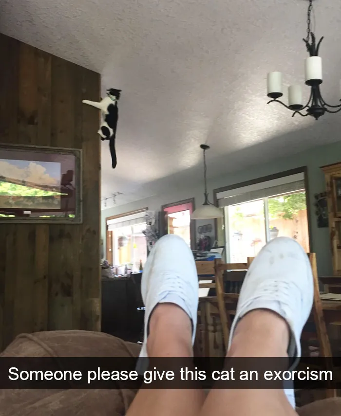 124 Hilarious Cat Snapchats That Are Im-paw-sible Not To Laugh At