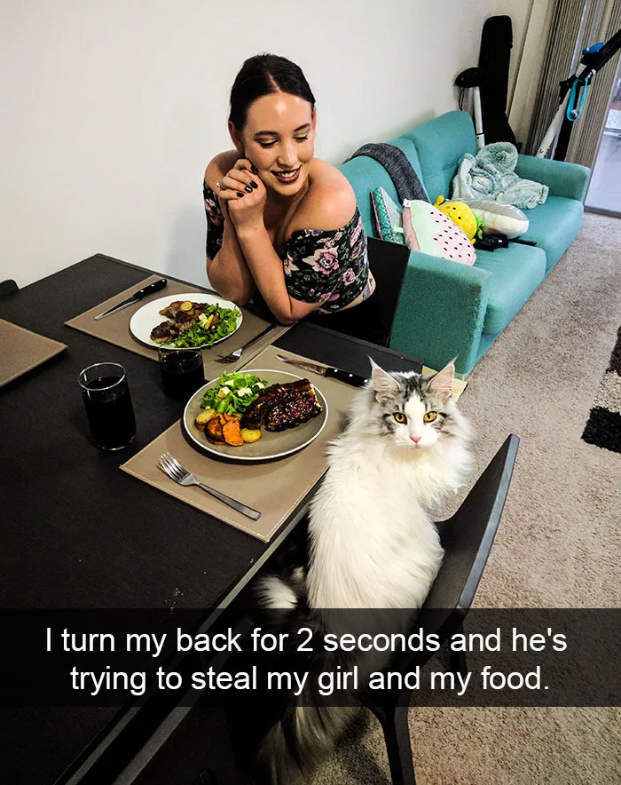 124 Hilarious Cat Snapchats That Are Im-paw-sible Not To Laugh At