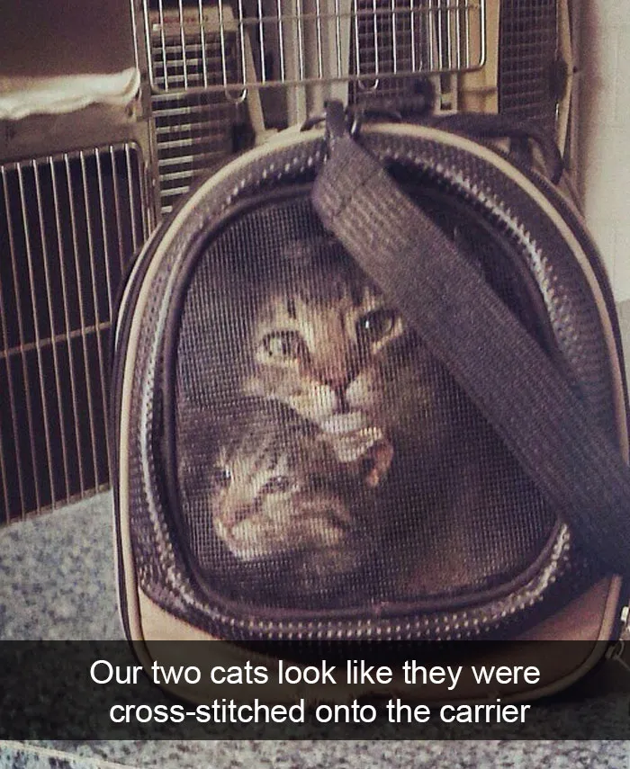124 Hilarious Cat Snapchats That Are Im-paw-sible Not To Laugh At