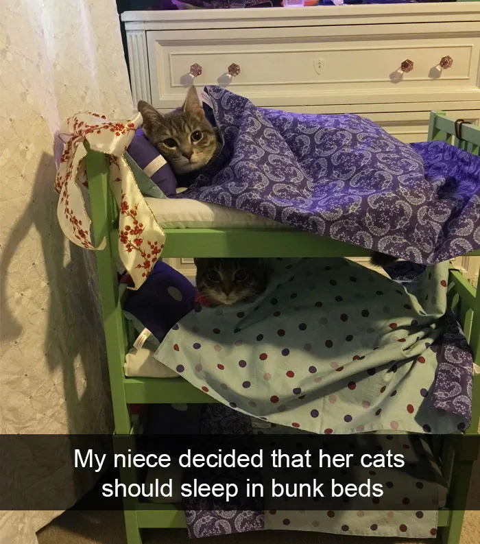 124 Hilarious Cat Snapchats That Are Im-paw-sible Not To Laugh At