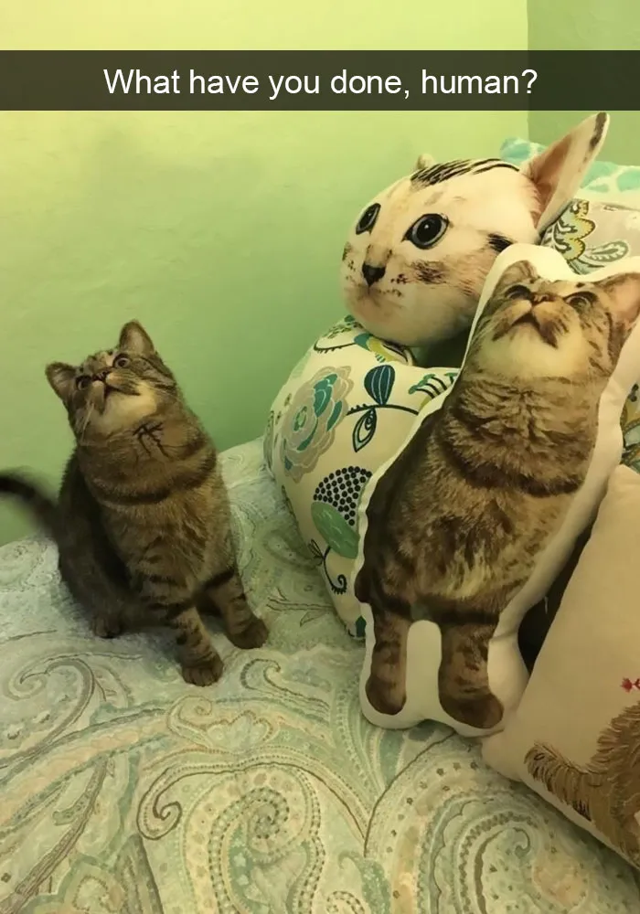 128 Hilarious Cat Snapchats That Are Im-paw-sible Not To Laugh At